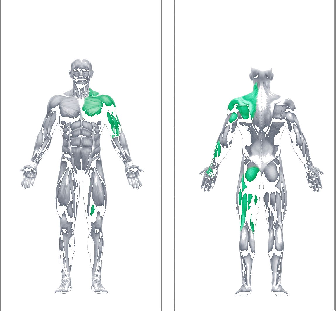 R · L · E kinetic chain, front and back muscle activation