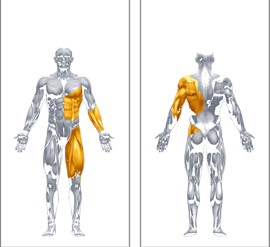 R · L · L kinetic chain, front and back muscle activation