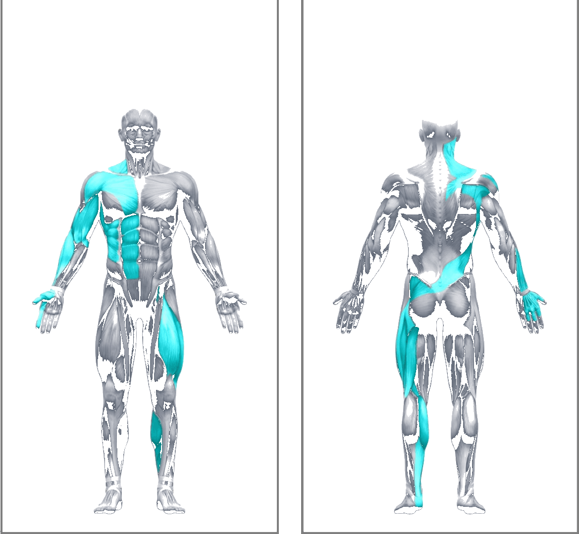 X Alpha kinetic chain, front and back muscle activation