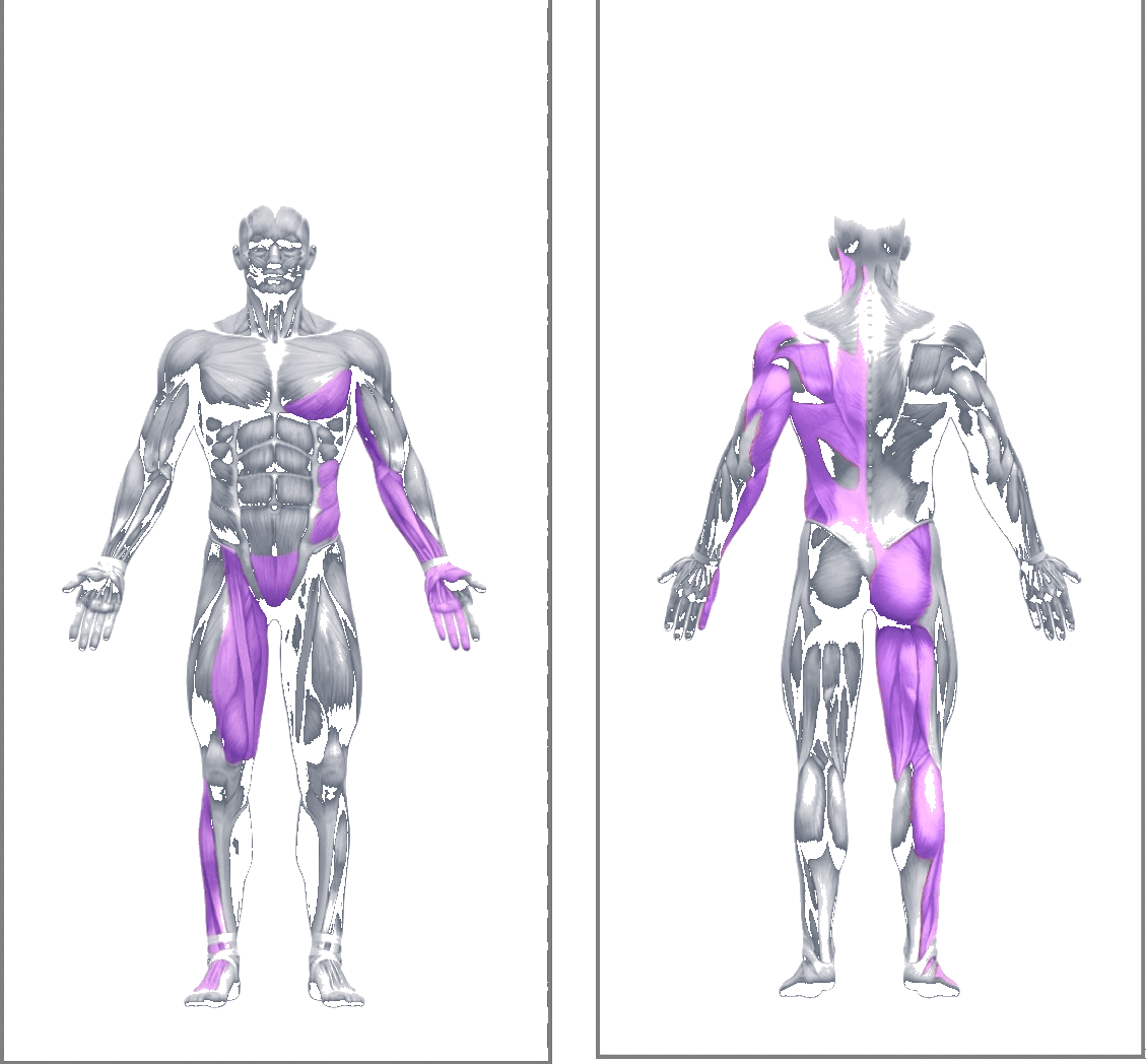 Y Beta kinetic chain, front and back muscle activation
