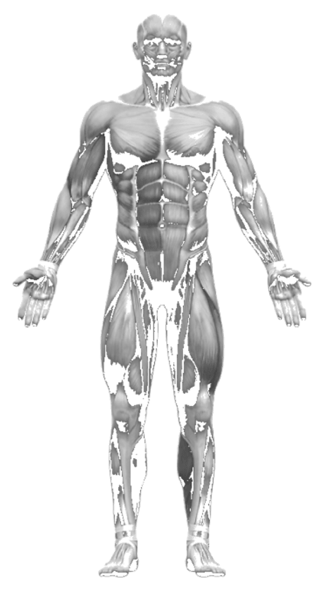 Anatomical figure, select a region to see related conditions